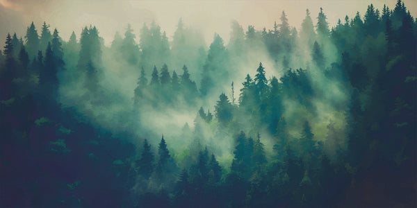 Mistbound Pines – Moody Forestscape Wall Covering